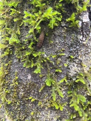 Forsstroemia trichomitria