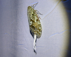 Phenax variegata