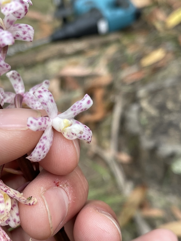Dipodium pardalinum Nicholls 4