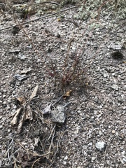 Phemeranthus mengesii