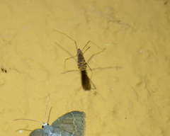 Erioptera