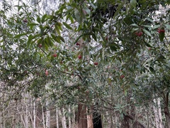 Photinia davidiana
