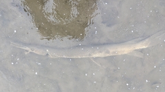 Lepisosteus platostomus