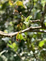 Vandoideae