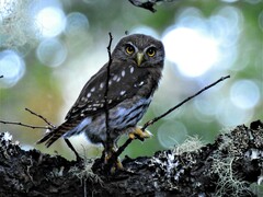 Glaucidium nana