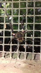 Geraeocormobius sylvarum