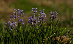 Muscari parviflorum