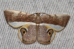 Opisthoxia