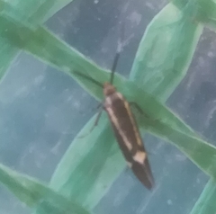 Esperia sulphurella