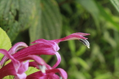 Siphocampylus cordatus