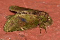 Disphragis