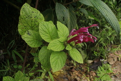 Siphocampylus cordatus