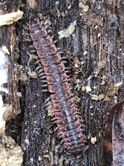 Pseudopolydesmus