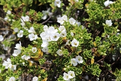 Veronica macrantha