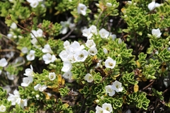 Veronica macrantha