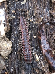Pseudopolydesmus