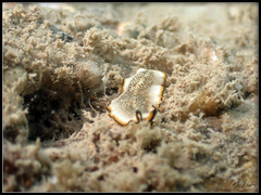 Pseudoceros heronensis