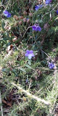 Glandora prostrata