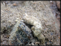 Plakobranchus ocellatus