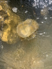 Phyllorhiza punctata