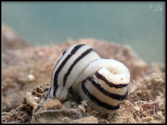 Baseodiscus quinquelineatus
