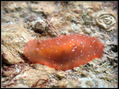 Dendrodoris fumata