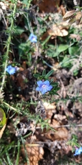 Glandora prostrata