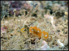 Plocamopherus pecoso