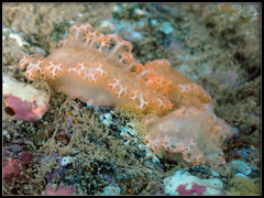 Tritoniopsis elegans