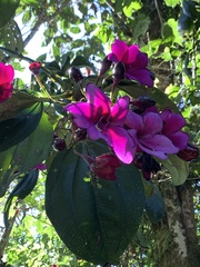Meriania nobilis