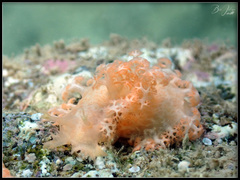 Tritoniopsis elegans