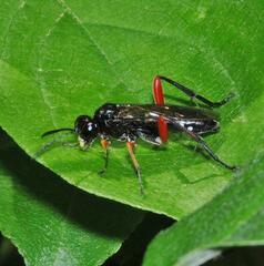 Macrophya diversipes