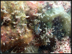 Goniobranchus collingwoodi