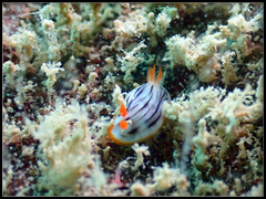 Chromodoris