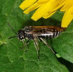 Sciapteryx consobrina