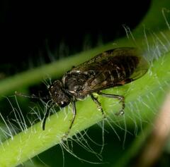 Sciapteryx consobrina