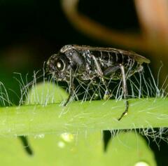 Sciapteryx consobrina