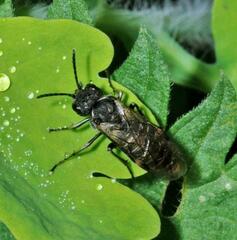 Sciapteryx consobrina