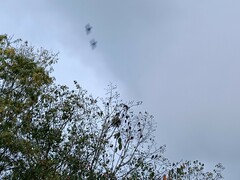 Corvus monedula