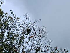 Corvus monedula