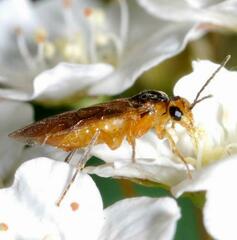 Hoplocampa