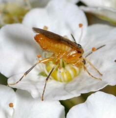 Hoplocampa