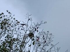 Corvus monedula