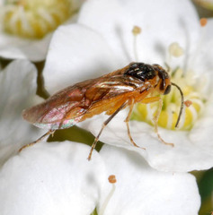 Hoplocampa