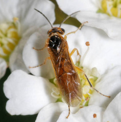 Hoplocampa