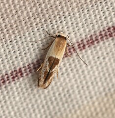 Stathmopoda megathyma