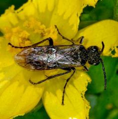 Sciapteryx consobrina