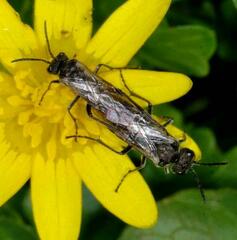 Sciapteryx consobrina