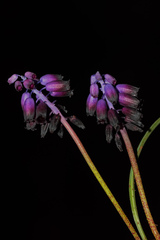 Muscari inconstrictum