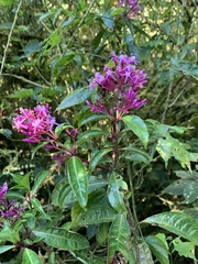 Fuchsia paniculata
